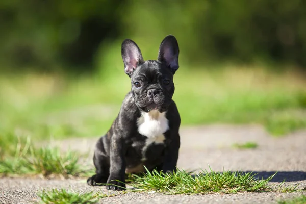 Cute Francuski Bulldog Szczeniak Odkryty — Zdjęcie stockowe