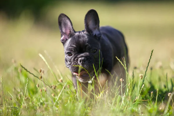 Lindo Francés Bulldog Cachorro Aire Libre —  Fotos de Stock