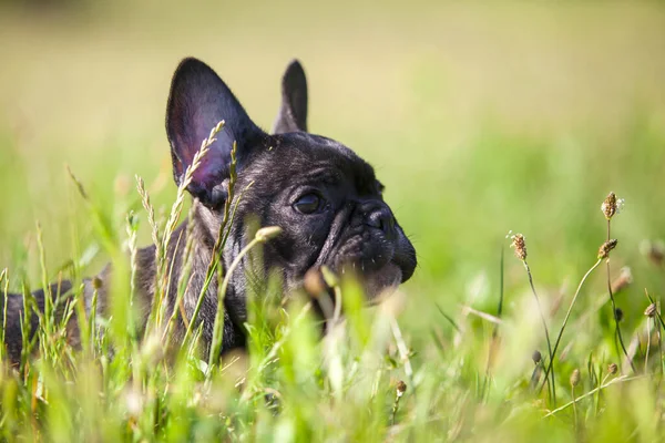 可爱的法国斗牛犬小狗户外 — 图库照片