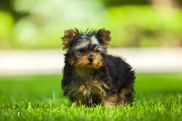 Close Yorkshire Terrier — Stock Photo, Image