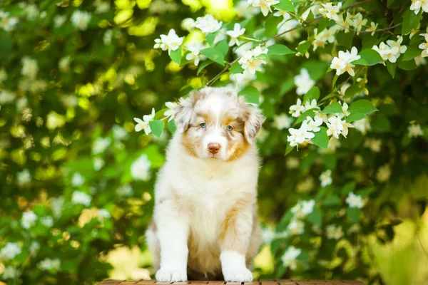 夏の公園でアメリカの羊飼いの子犬 — ストック写真