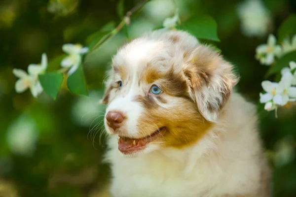 Amerikan çoban köpeği yaz parkında