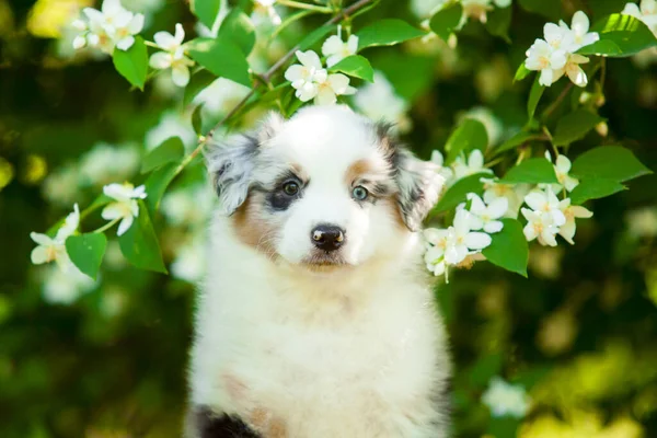 Chiot Berger Américain Dans Parc Été — Photo