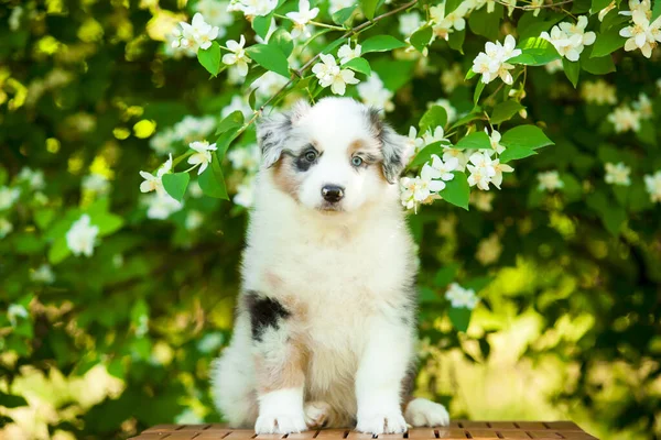 Chiot Berger Américain Dans Parc Été — Photo