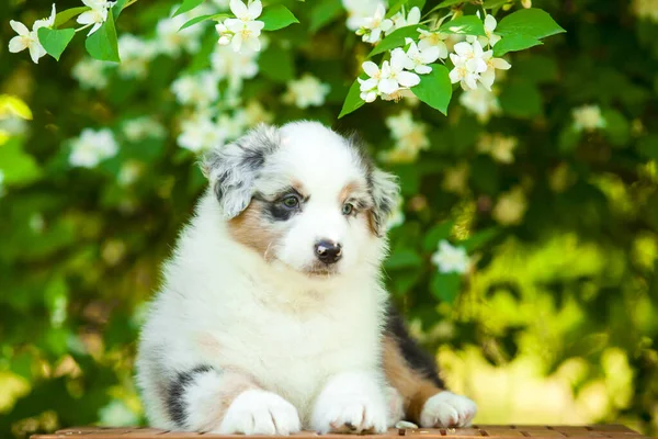 American Shepherd puppy in summer park