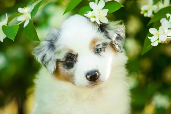 American Shepherd Puppy Summer Park — Stock Photo, Image