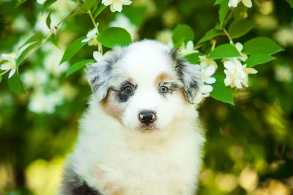 夏の公園でアメリカの羊飼いの子犬 — ストック写真