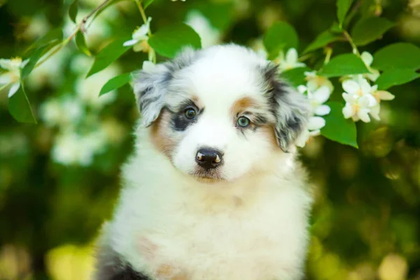 夏の公園でアメリカの羊飼いの子犬 — ストック写真