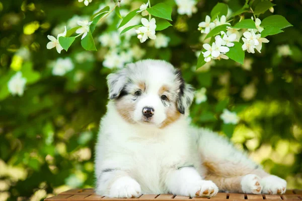 Chiot Berger Américain Dans Parc Été — Photo