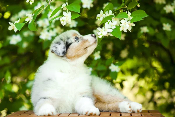 American Shepherd Cachorro Parque Verano — Foto de Stock