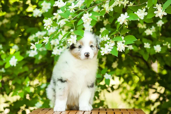 夏の公園でアメリカの羊飼いの子犬 — ストック写真