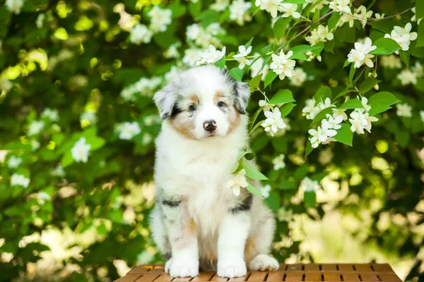 夏の公園でアメリカの羊飼いの子犬 — ストック写真