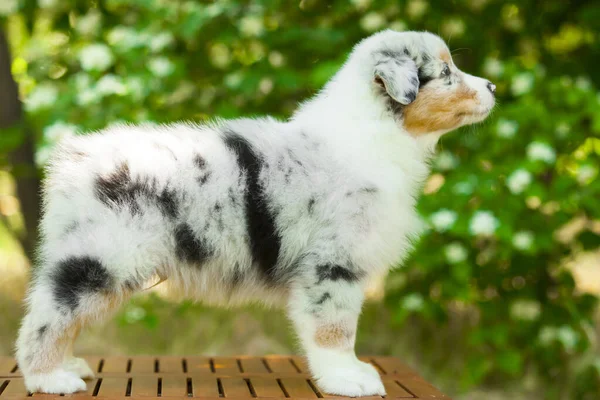 American Shepherd puppy in summer park