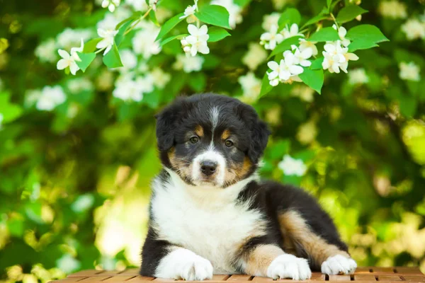 美しいオーストラリアの羊飼いの子犬の屋外の肖像画開花木に対して — ストック写真