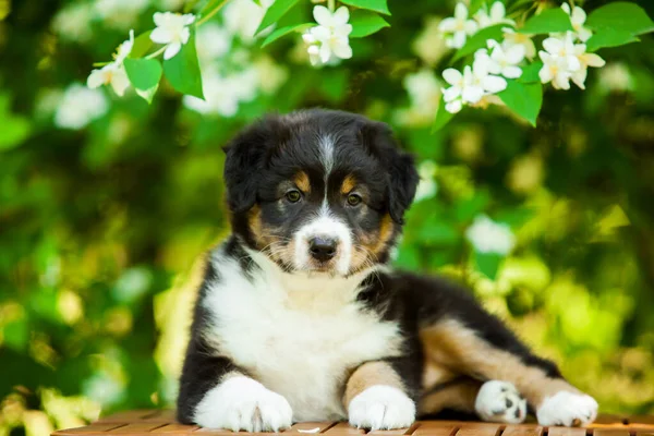 Portrait Plein Air Beau Chiot Berger Australien Contre Arbre Fleurs — Photo