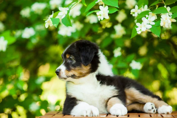 Außenporträt Der Schönen Australischen Schäferhund Welpen Gegen Blühenden Baum — Stockfoto