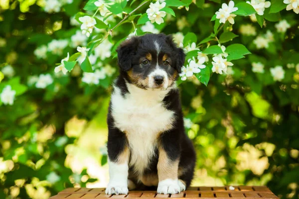 美しいオーストラリアの羊飼いの子犬の屋外の肖像画開花木に対して — ストック写真