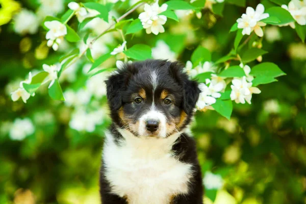 美しいオーストラリアの羊飼いの子犬の屋外の肖像画開花木に対して — ストック写真