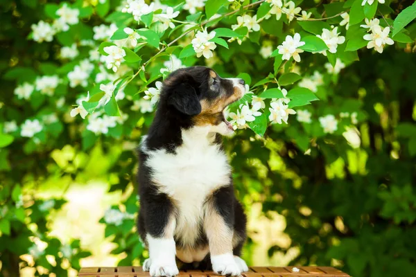 Portrait Plein Air Beau Chiot Berger Australien Contre Arbre Fleurs — Photo