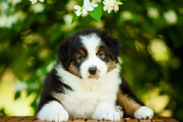 美しいオーストラリアの羊飼いの子犬の屋外の肖像画開花木に対して — ストック写真