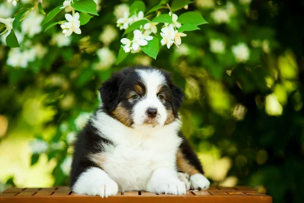 美しいオーストラリアの羊飼いの子犬の屋外の肖像画開花木に対して — ストック写真