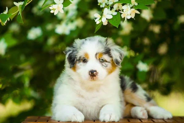 美しいオーストラリアの羊飼いの子犬の屋外の肖像画開花木に対して — ストック写真