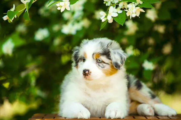 Portrait Plein Air Beau Chiot Berger Australien Contre Arbre Fleurs — Photo