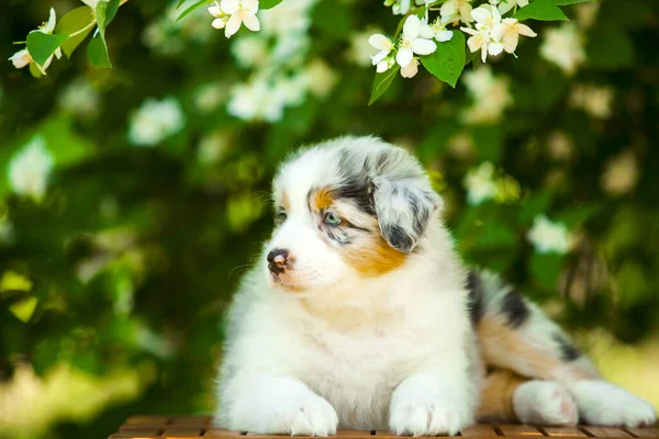 美しいオーストラリアの羊飼いの子犬の屋外の肖像画開花木に対して — ストック写真