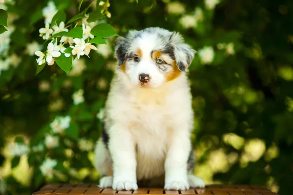 美しいオーストラリアの羊飼いの子犬の屋外の肖像画開花木に対して — ストック写真