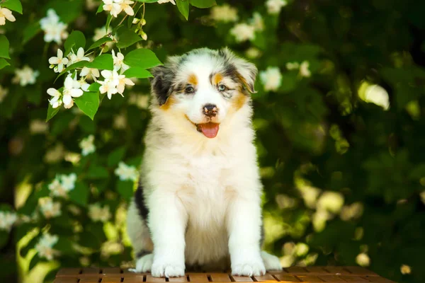 美しいオーストラリアの羊飼いの子犬の屋外の肖像画開花木に対して — ストック写真