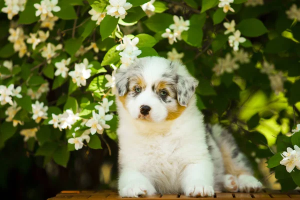 Portrait Plein Air Beau Chiot Berger Australien Contre Arbre Fleurs — Photo