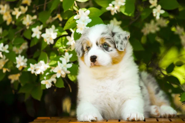 美しいオーストラリアの羊飼いの子犬の屋外の肖像画開花木に対して — ストック写真