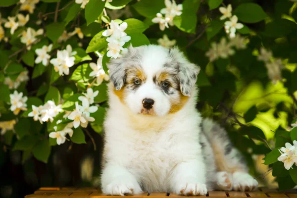 Güzel Avustralya çoban köpeğinin açık hava portresi. Çiçek açan ağaca karşı.