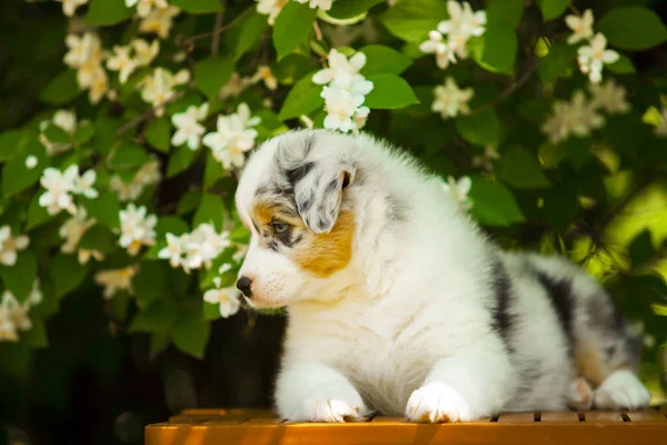 Utomhus Porträtt Vackra Australiska Herde Valp Mot Blommande Träd — Stockfoto