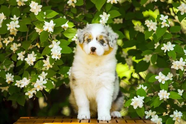 Outdoor Portrait Beautiful Australian Shepherd Puppy Blooming Tree — Stock Photo, Image