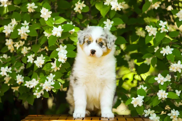 美しいオーストラリアの羊飼いの子犬の屋外の肖像画開花木に対して — ストック写真