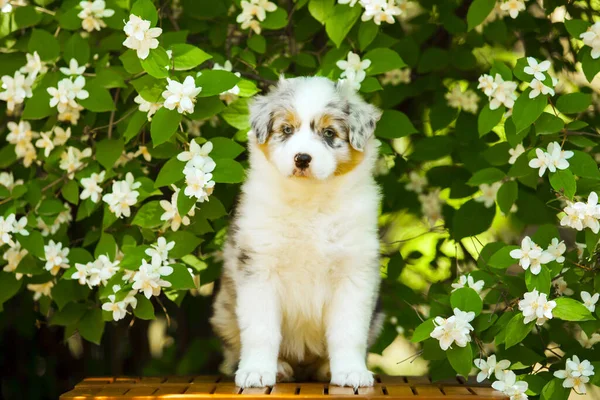 美しいオーストラリアの羊飼いの子犬の屋外の肖像画開花木に対して — ストック写真