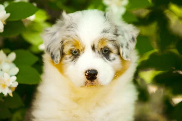 美しいオーストラリアの羊飼いの子犬の屋外の肖像画開花木に対して — ストック写真