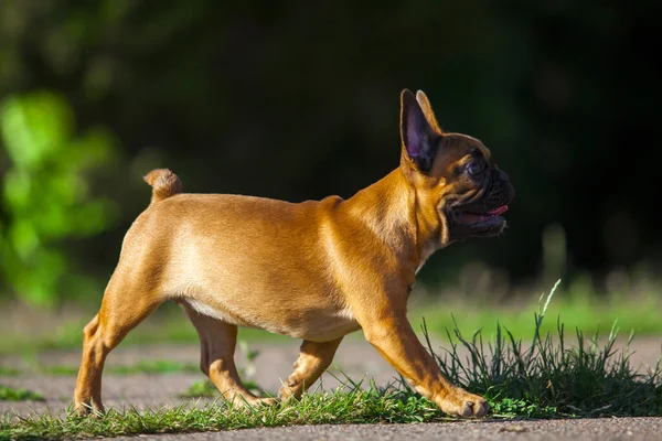 Bulldog Francés Sobre Fondo Borroso Aire Libre —  Fotos de Stock