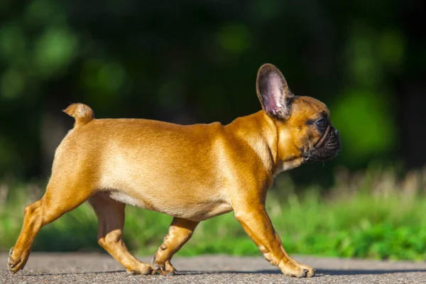 Fransk Bulldog Suddig Bakgrund Utomhus — Stockfoto