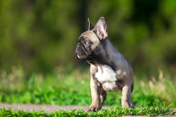 Bulanık Arka Planda Fransız Bulldog — Stok fotoğraf