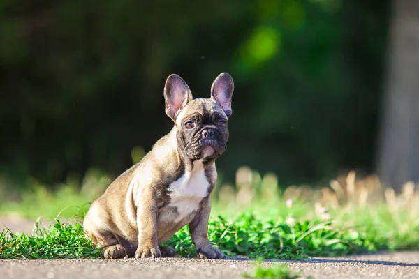 Bulanık Arka Planda Fransız Bulldog — Stok fotoğraf