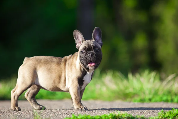 Bulanık Arka Planda Fransız Bulldog — Stok fotoğraf