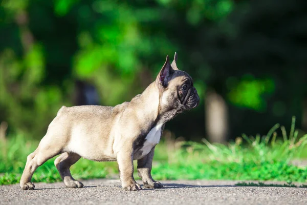 Niedliche Französische Bulldogge Welpen Freien — Stockfoto