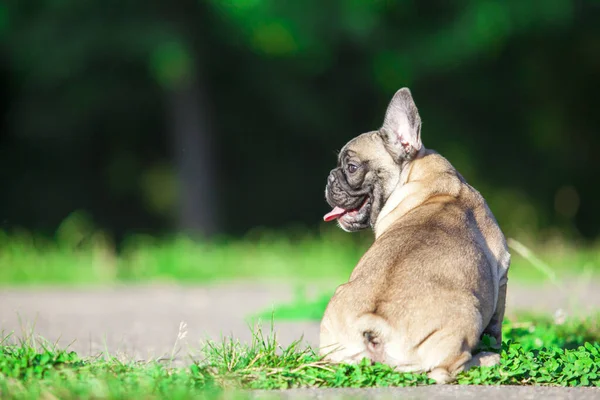 Söt Fransk Bulldogg Valp Utomhus — Stockfoto