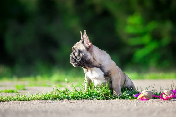 Bonito Cachorro Bulldog Francês Livre — Fotografia de Stock