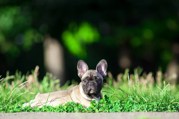 Tatlı Fransız Bulldog Köpek Yavrusu — Stok fotoğraf