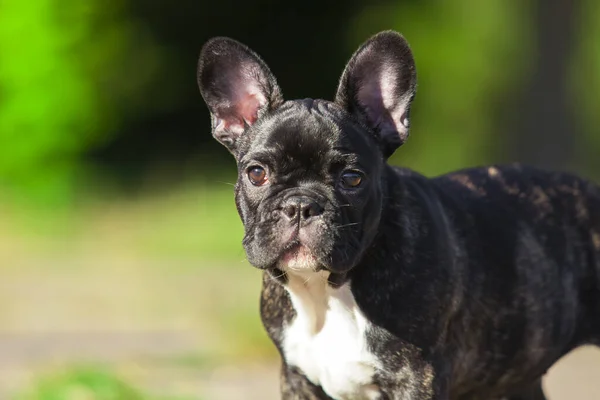 Lindo Francés Bulldog Cachorro Aire Libre —  Fotos de Stock