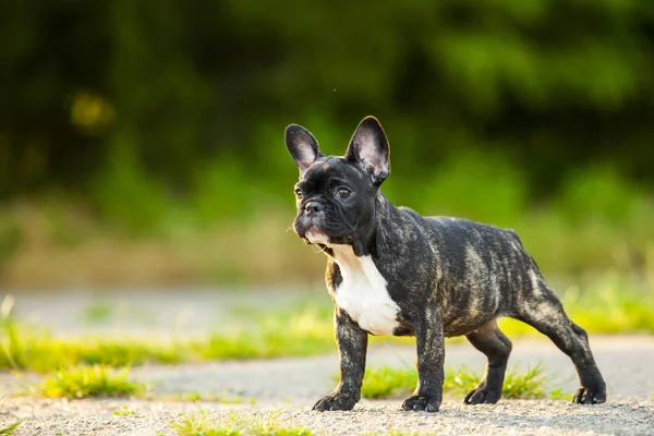 可爱的法国斗牛犬小狗户外 — 图库照片