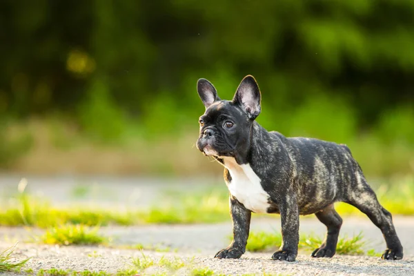 Draguta Franceză Bulldog Catelus Aer Liber — Fotografie, imagine de stoc